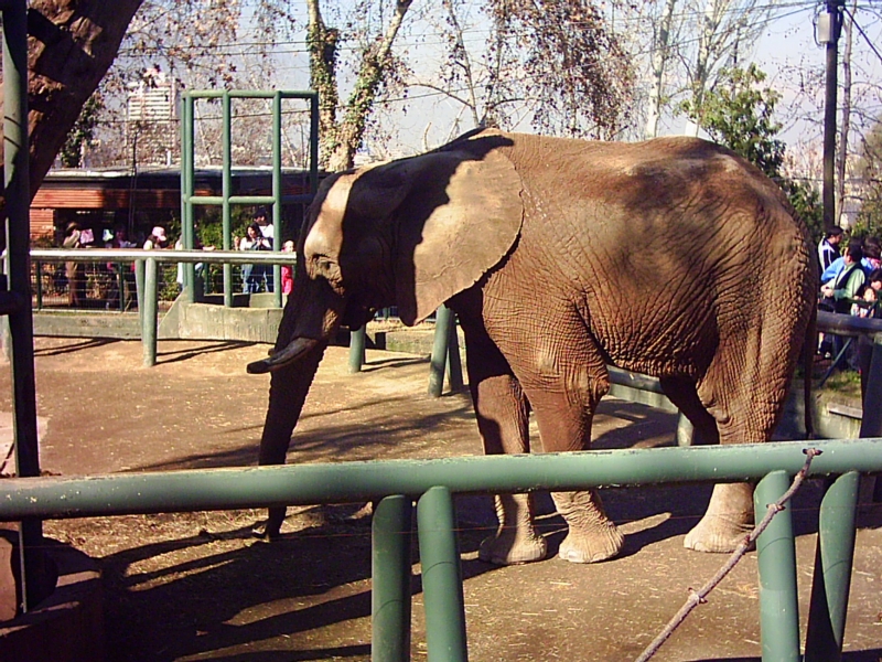 Quiero mi Elefante
