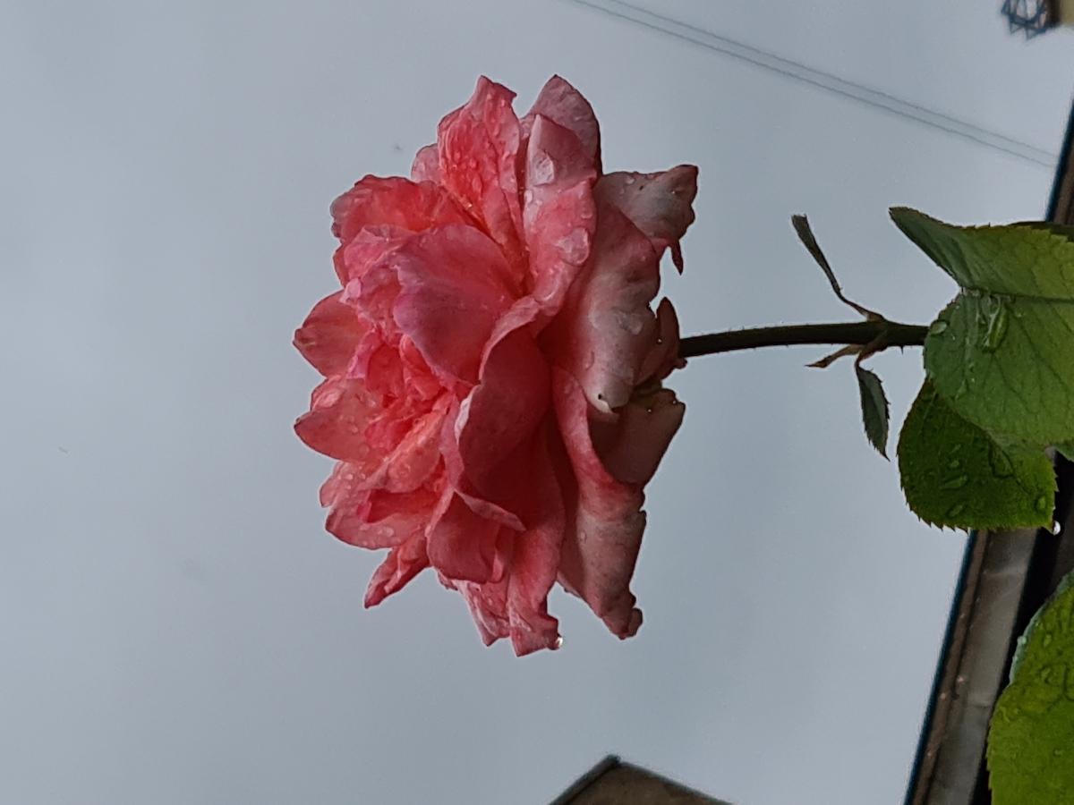 Rosas tras la lluvia 3