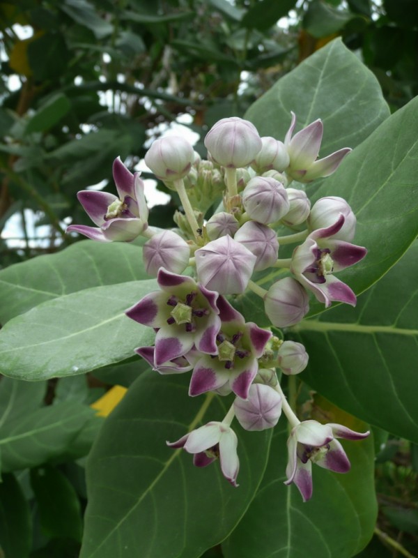 Flor caribe