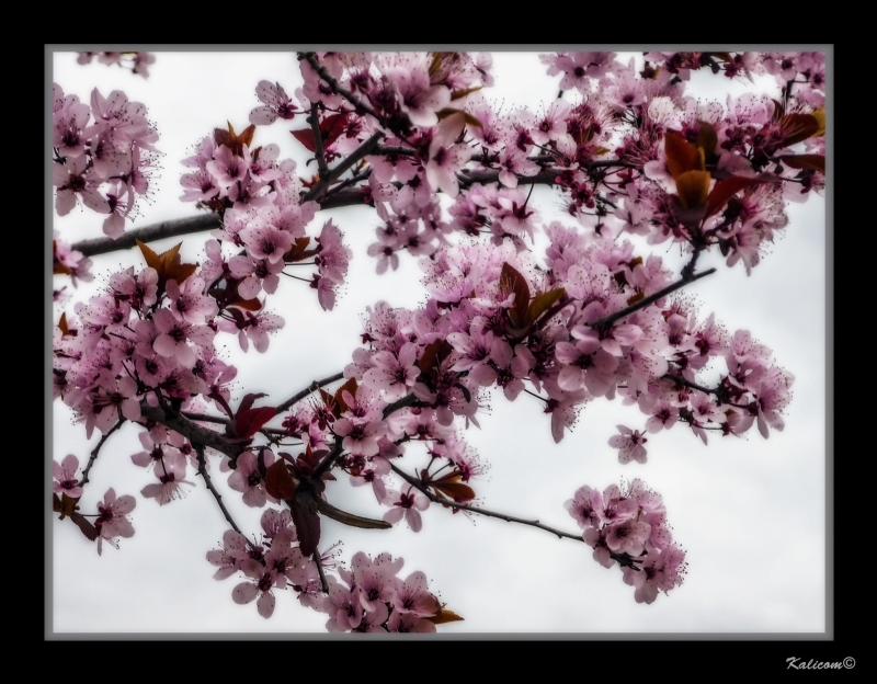 YA FLORECEN LOS ALMENDROS