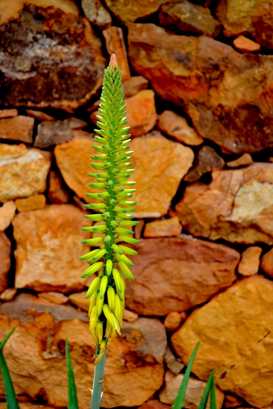 Flor de  aloe