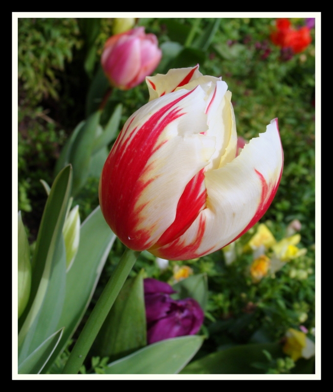 Tulipan bicolor