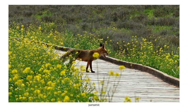 El zorro de Daimiel