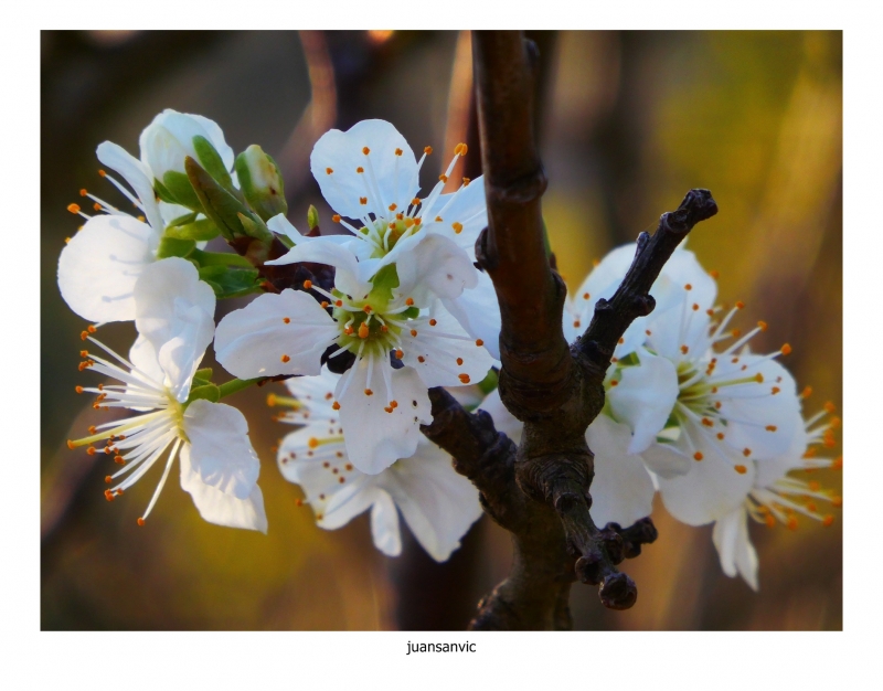 En flor