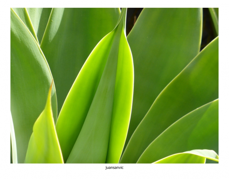 Aloe.