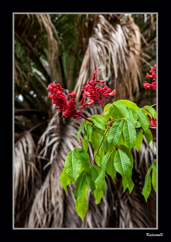 AESCULUS PAVIA \