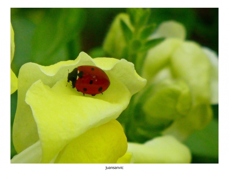 Entre flores.