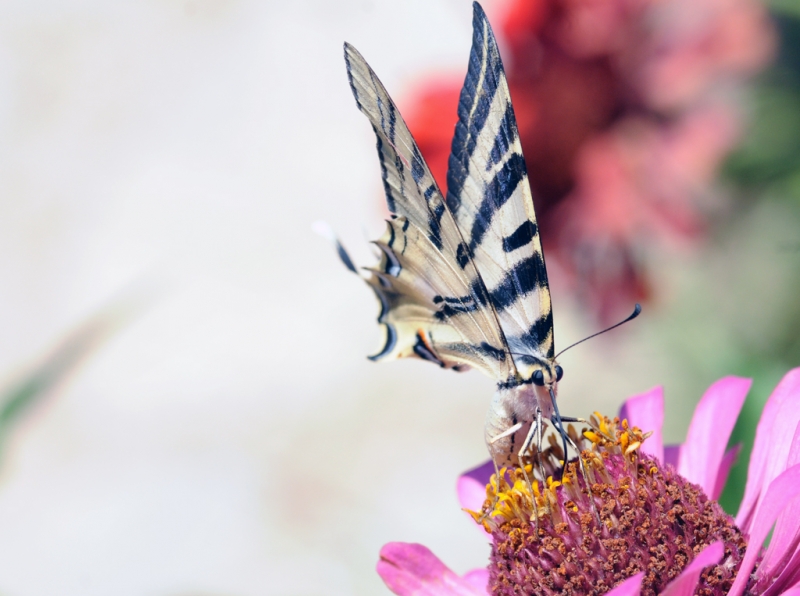 Una mariposa