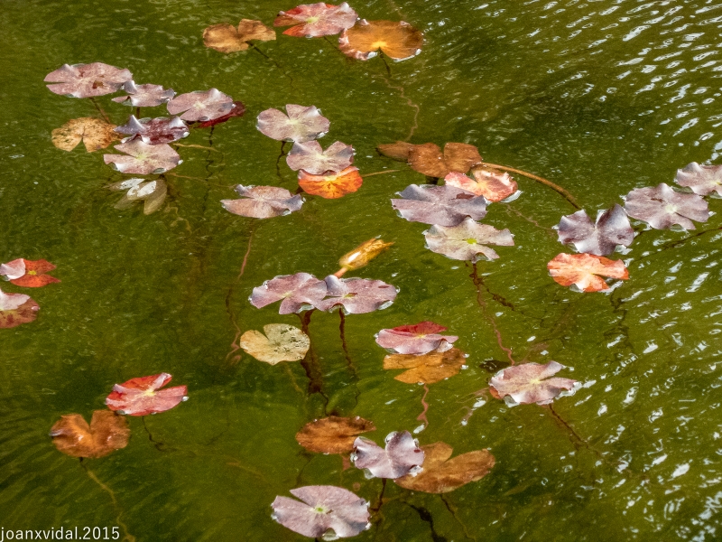 estanque de lotus