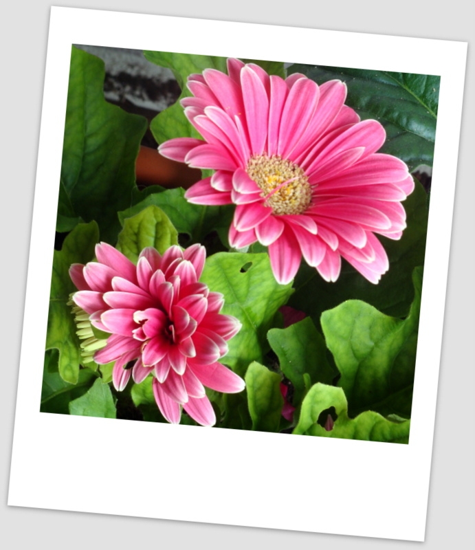 Gerberas