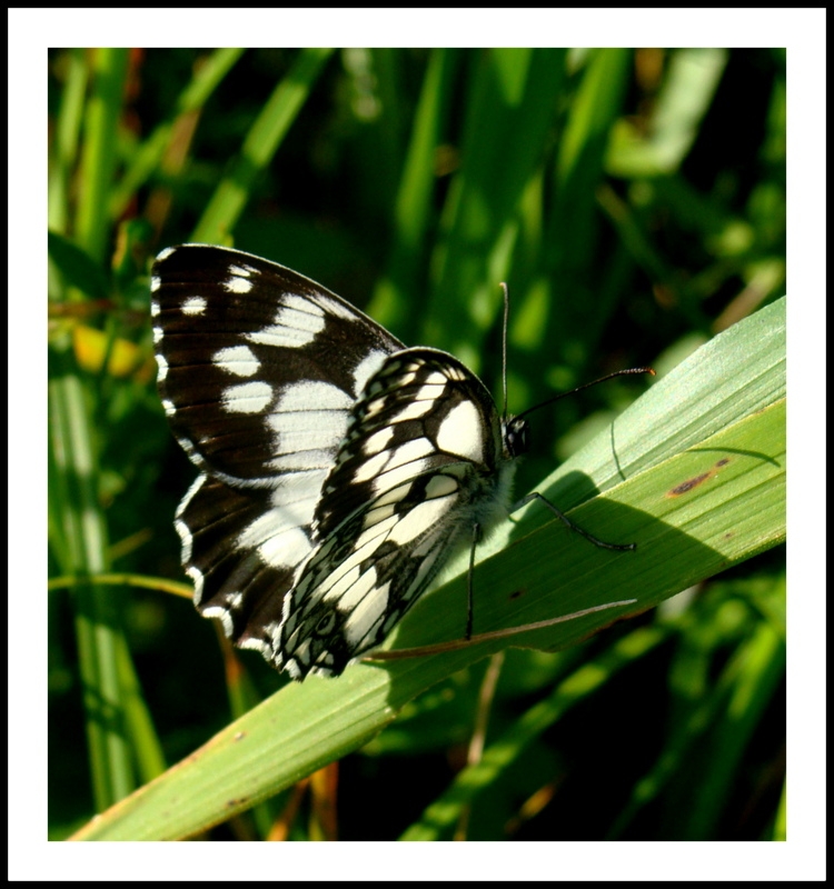 mariposa