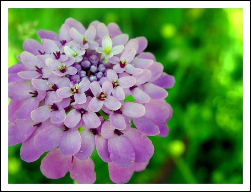 hortensia