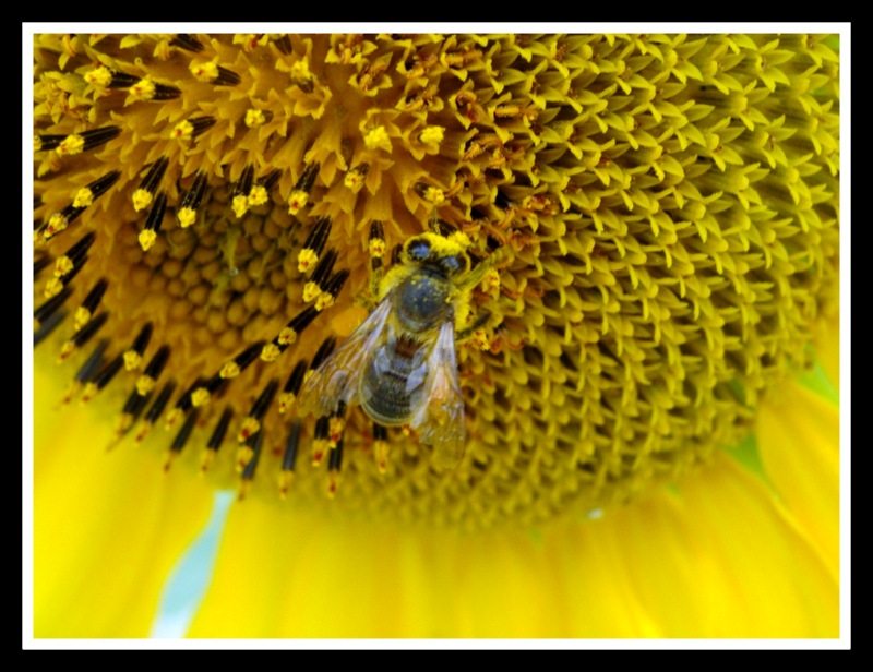 Insecto y girasol 