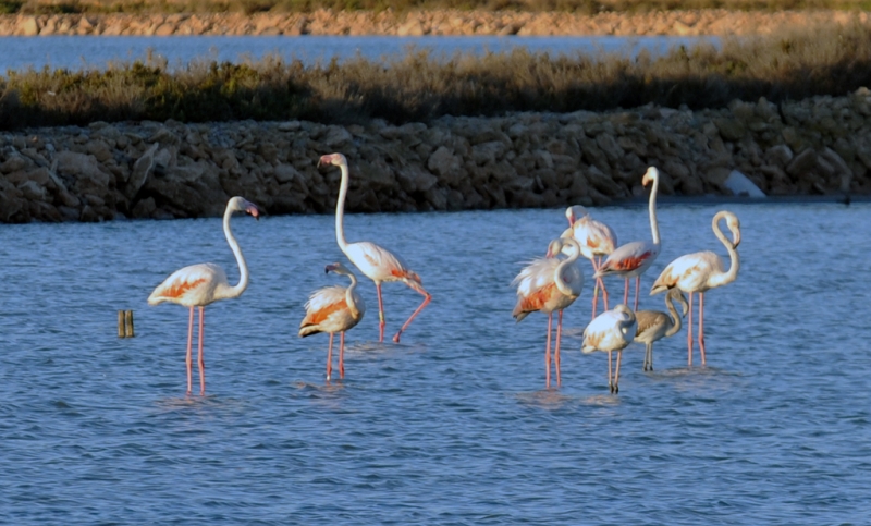 Flamencos..