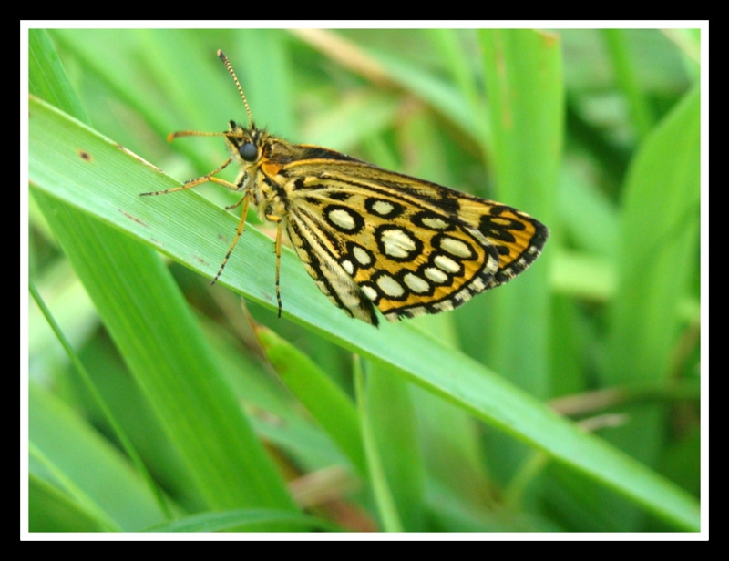 Mariposa