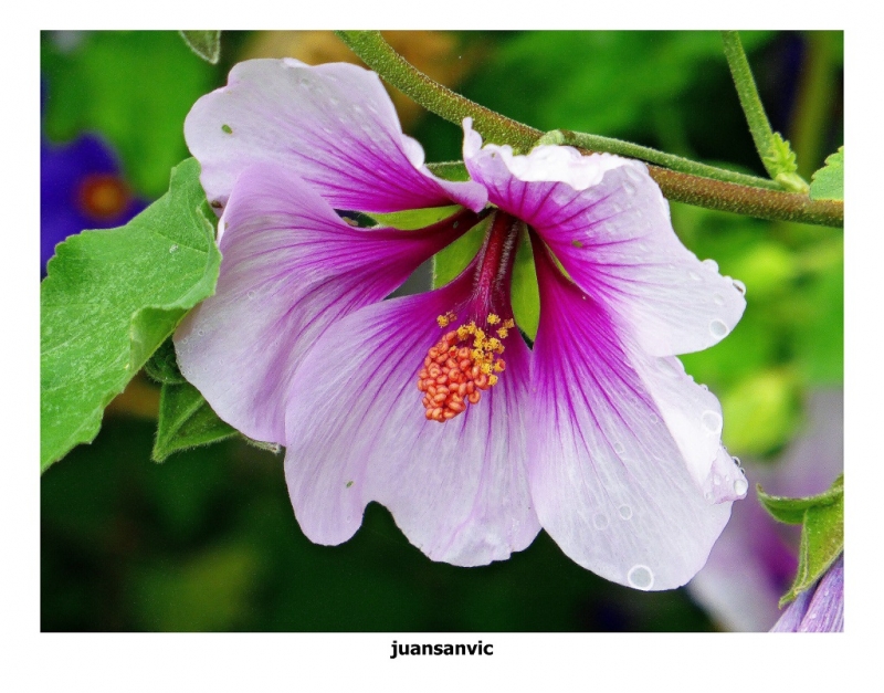 Campanilla