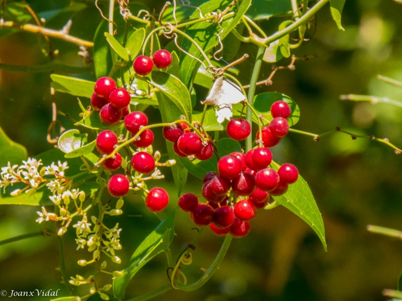 frutos de bosque