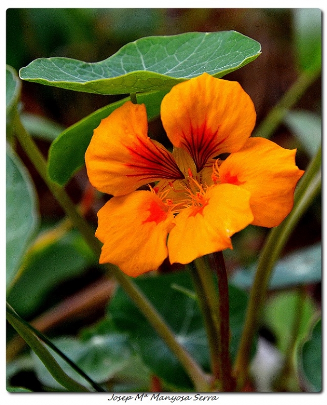 Tropaeolum I