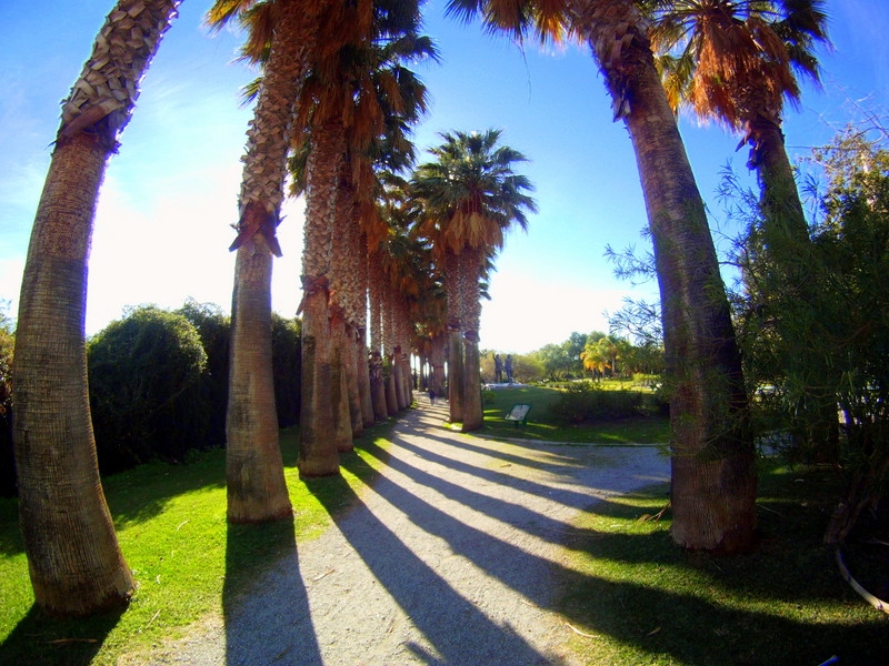 Paseo de Palmeras