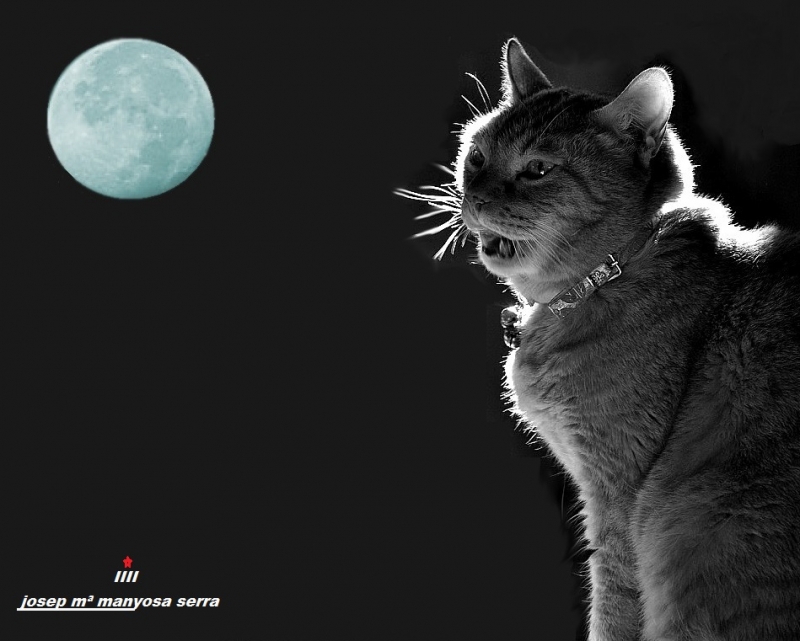 Chat et lune