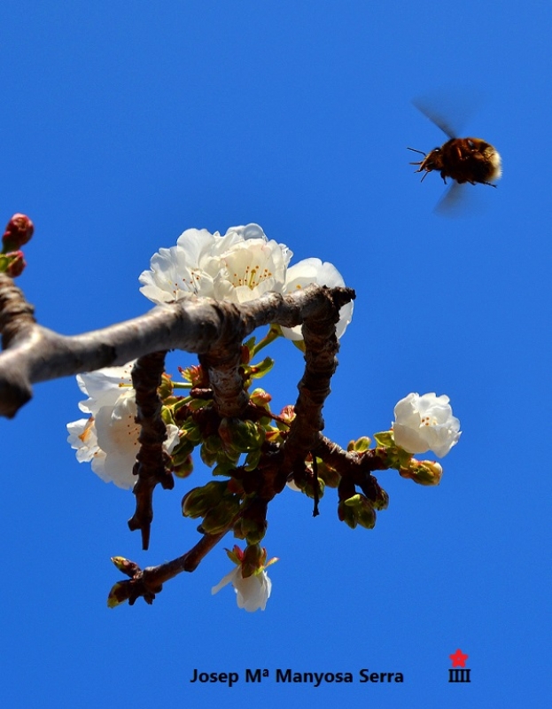 A la reserca de la flor del cirarer