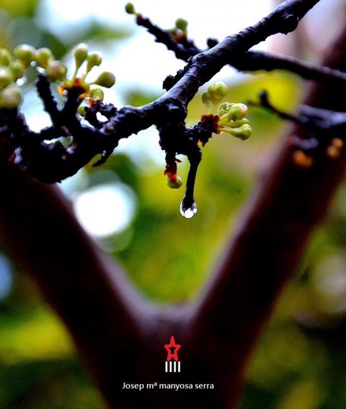 La gota i la prunera