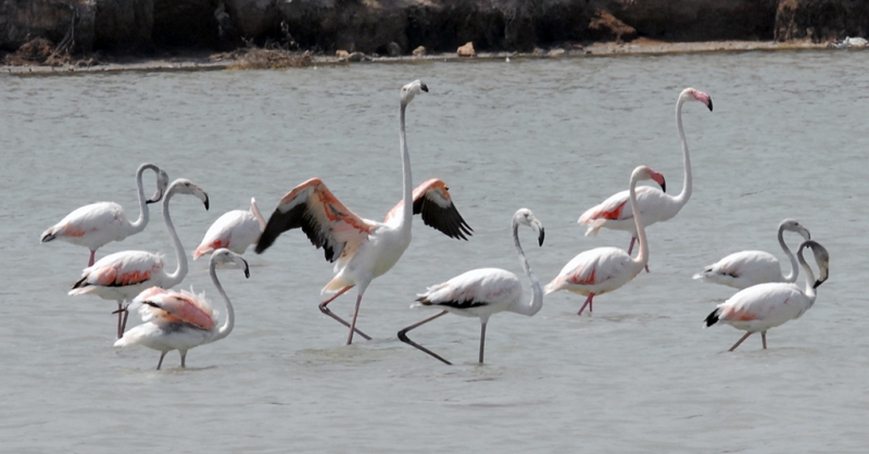 Flamencos unidos