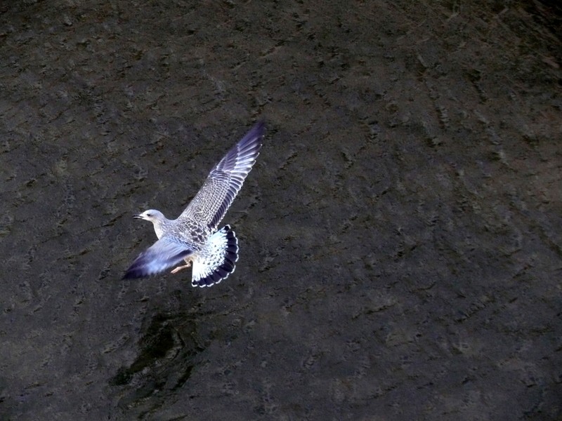 alzando el vuelo