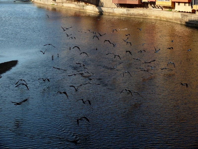 vuelo al atardecer