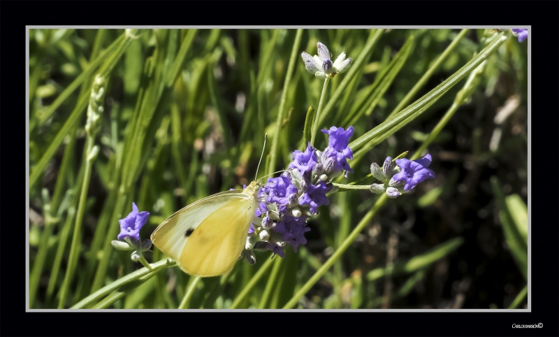 COSECHANDO LAVANDA