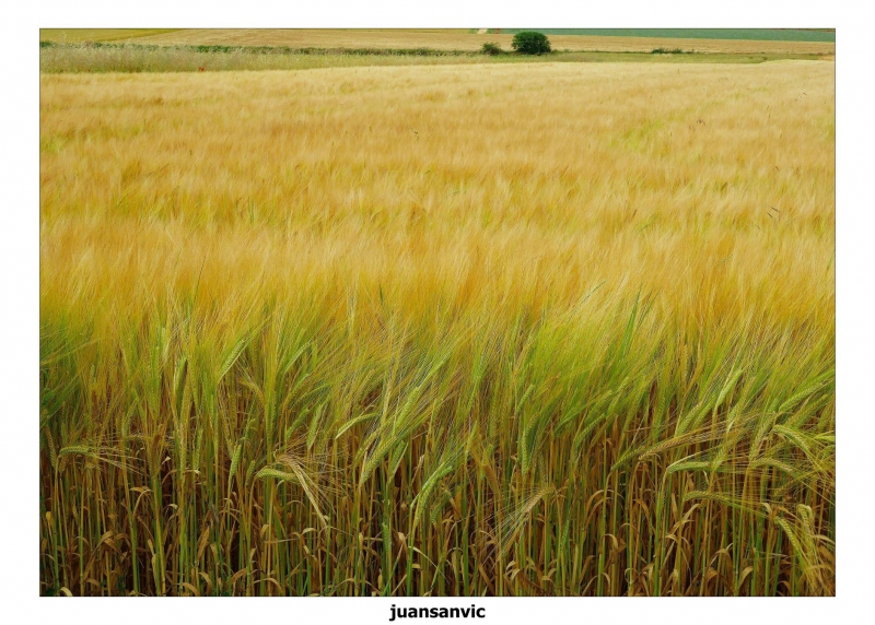 Campos de cebada