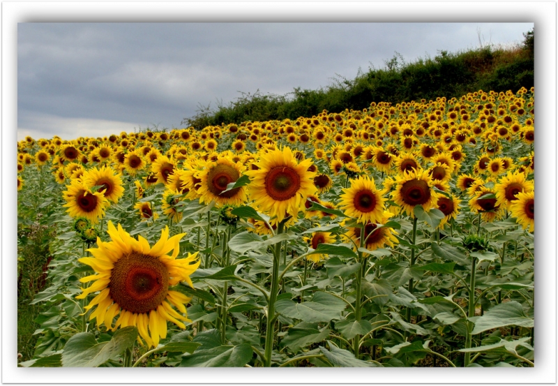 campo de girasoles