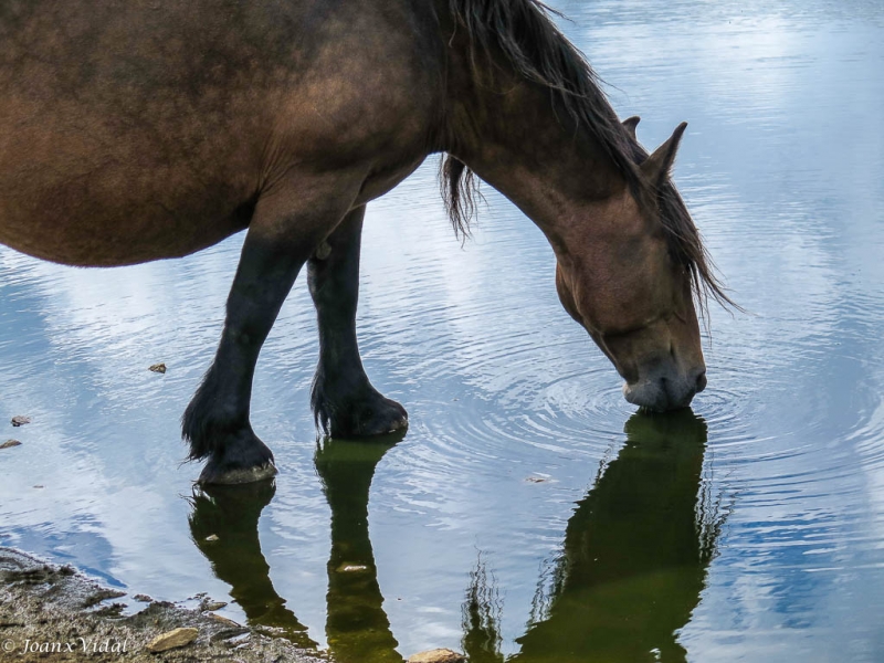 reflejo