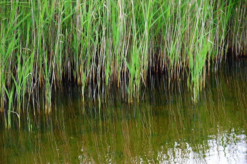 Agua y hierba