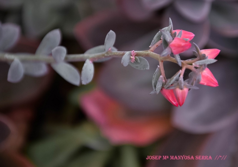 Delicada flor