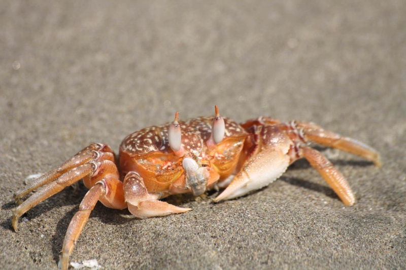 Maravillas de la Playa 