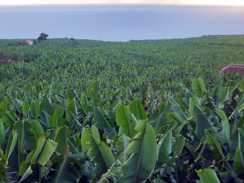 paisaje verde