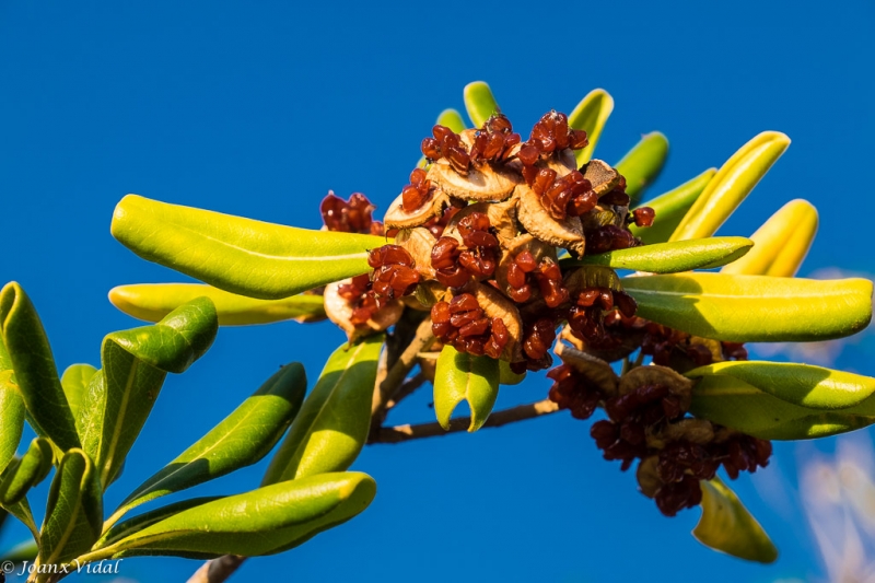 Flora hivernal