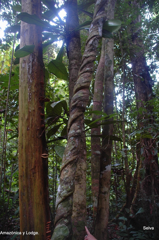 La selva viviente