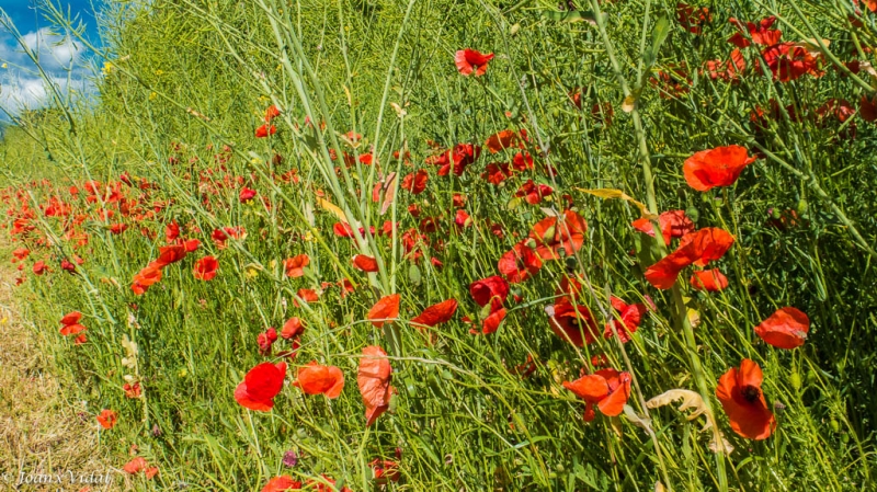 ROSELLES AL VENT