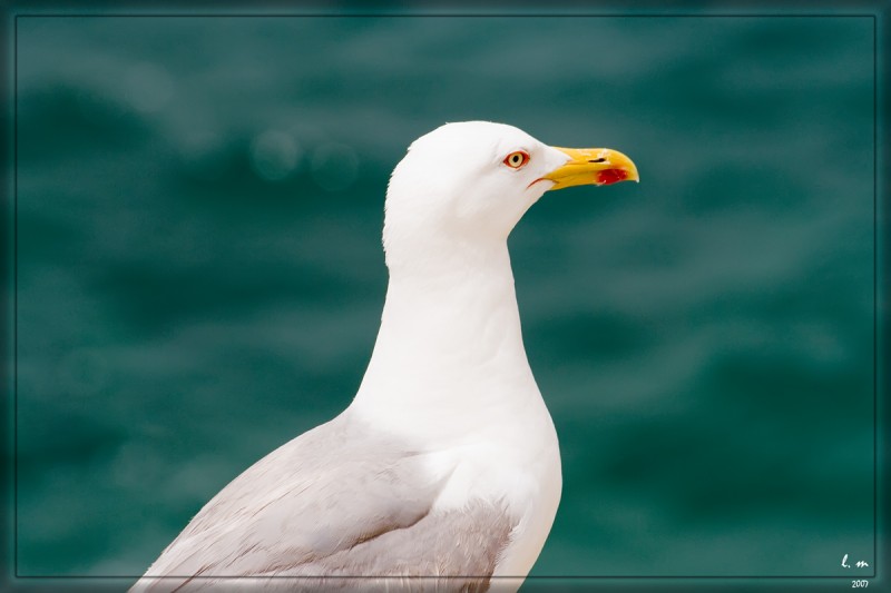 Gaviota