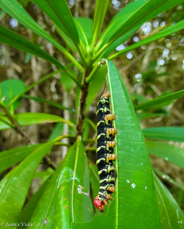 Oruga