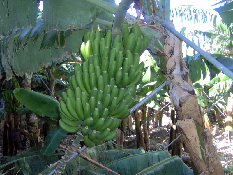 Platano Canario