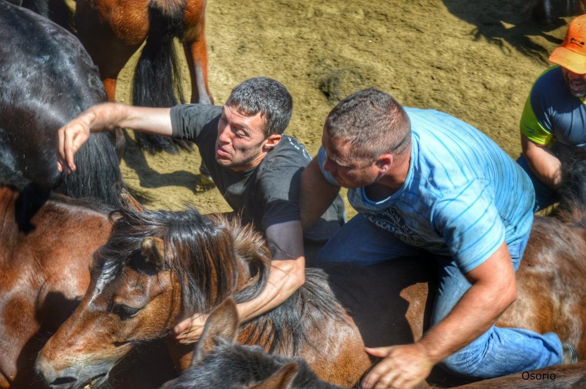 Rapa das bestas de Sabucedo