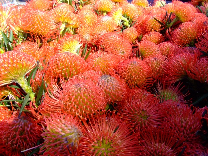 Proteas