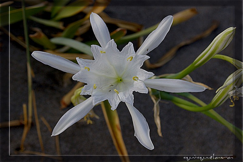 Doble estrella