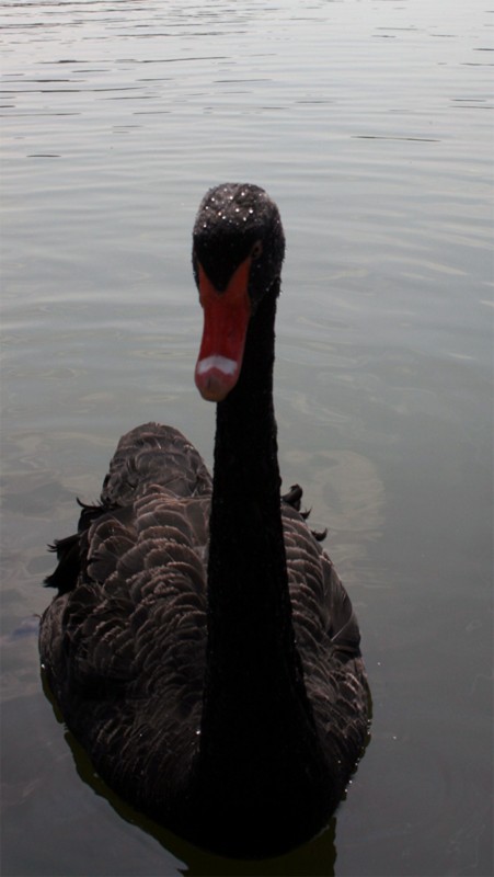 cisne negro