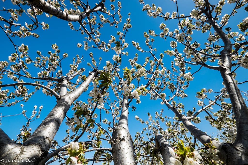 CEREZOS EN FLOR