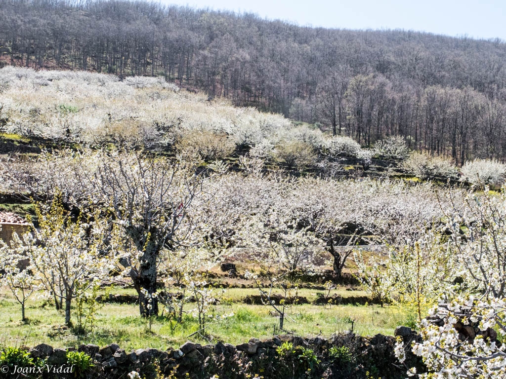 CEREZOS EN FLOR