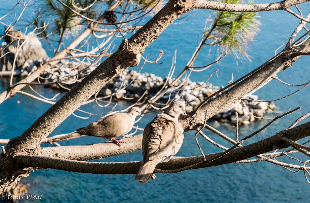 PAREJA DE PALOMAS